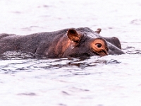 Rezerwat w Chobe (Botswana)